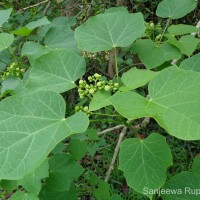 Jatropha curcas L.